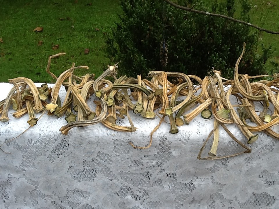 Pumpkin Stems Naturally Dried High Quality Stems Lot Of 150 3