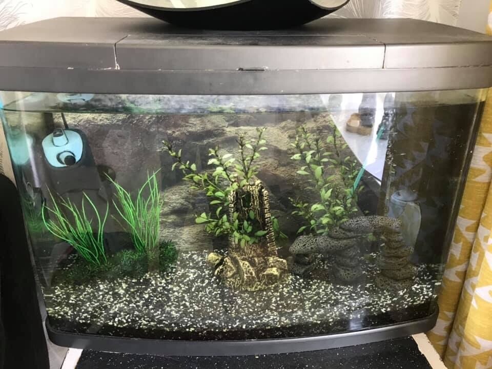 2ft x 1ft fish tank in Sunderland, Tyne and Wear Gumtree