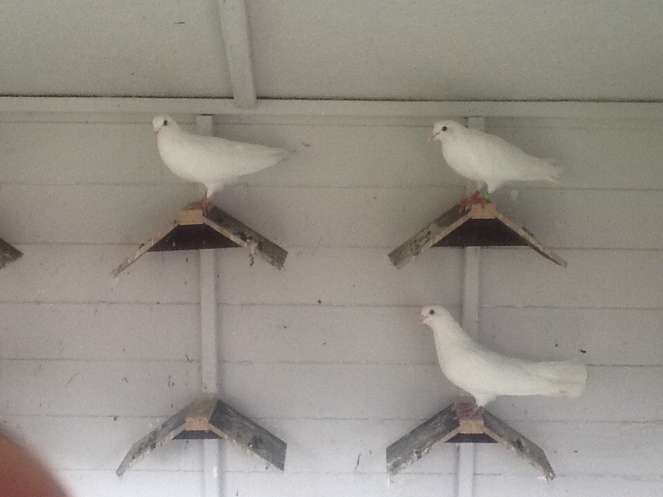 For sale doves in Halstead, Essex Gumtree