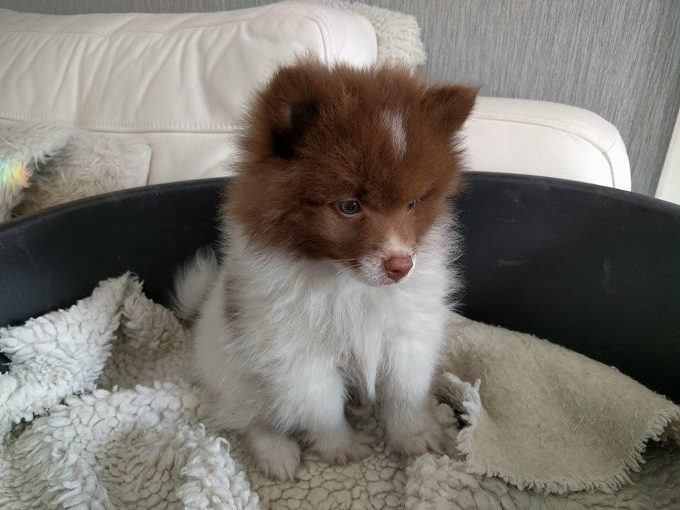 GERMAN SPITZ KLEIN PUPPY FOR SALE in Carmarthenshire Gumtree