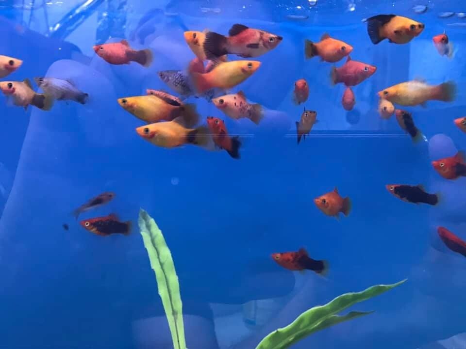 Tropical & Cold water fish in Newcastle, Tyne and Wear Gumtree