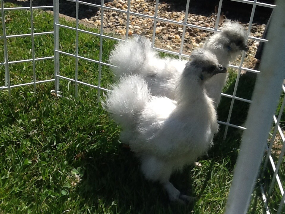 Chickens for sale in Lanark, South Lanarkshire Gumtree