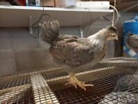 15 x Cream legbar - copper marans - hybrid - Dorking chickens hens