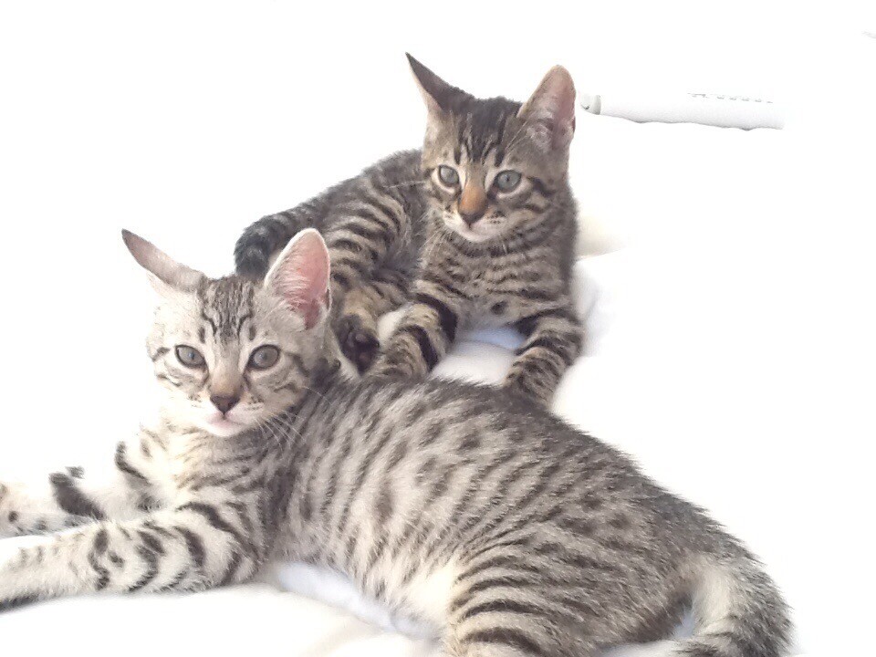 For Sale Last One Stunning Bengal X Russian Blue Male Kitten in