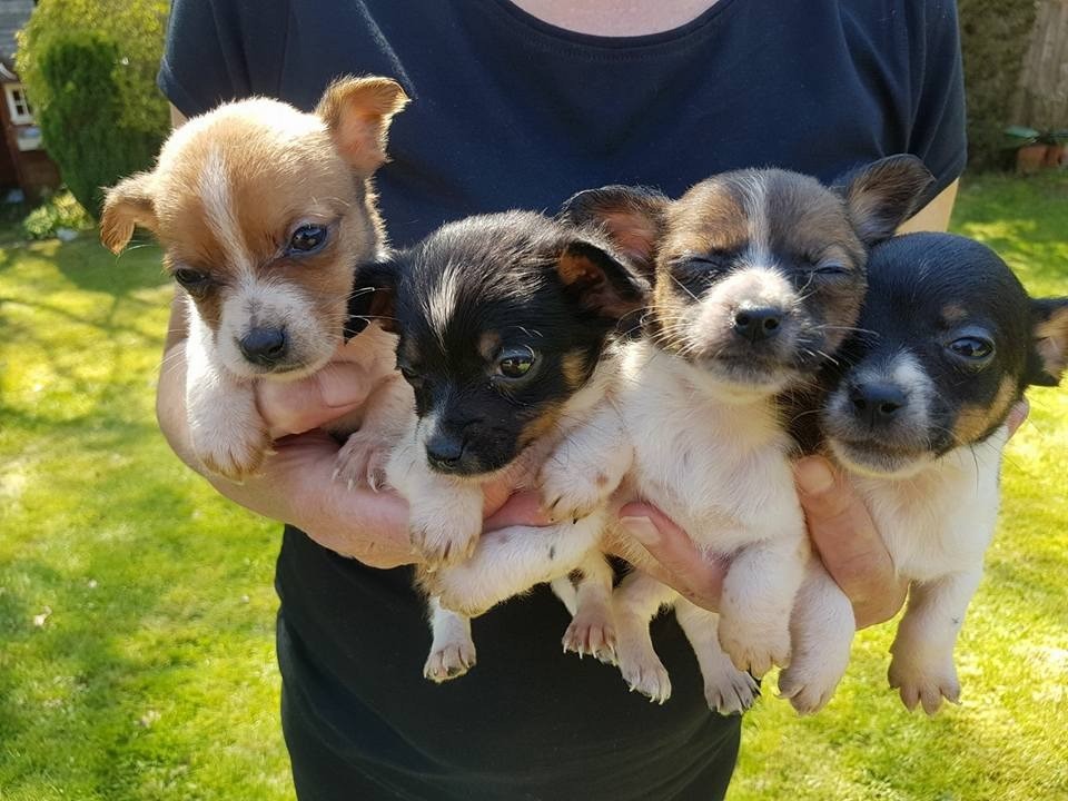 Miniature Jack Russell x Chihuahua Puppies 4 Boys / 3 Girls (looking