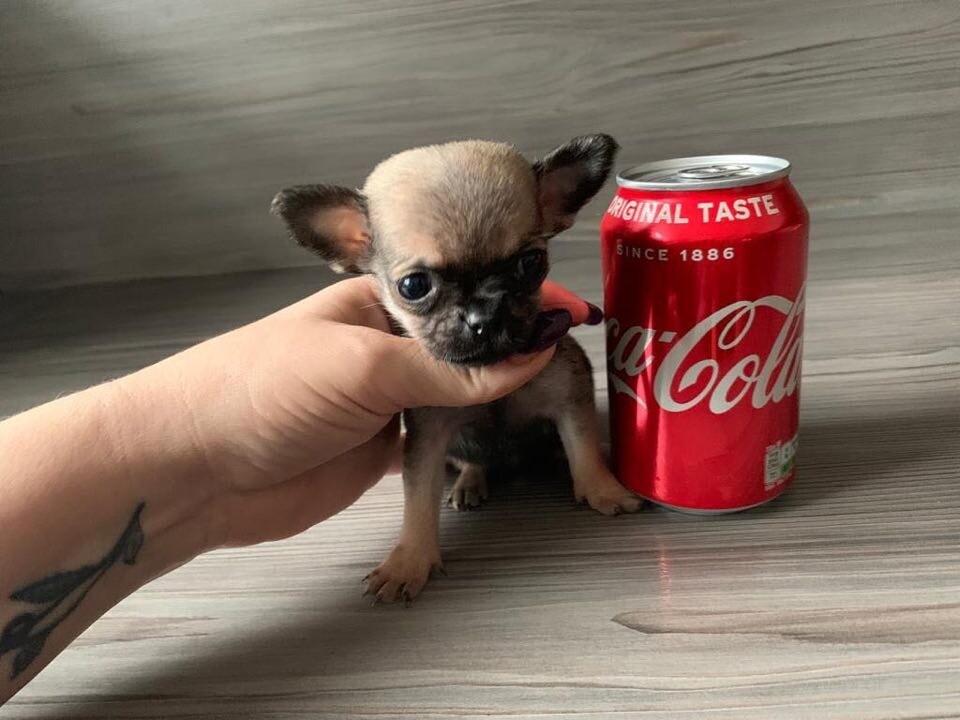 chugs for sale stunning in Shotton Colliery, County Durham Gumtree