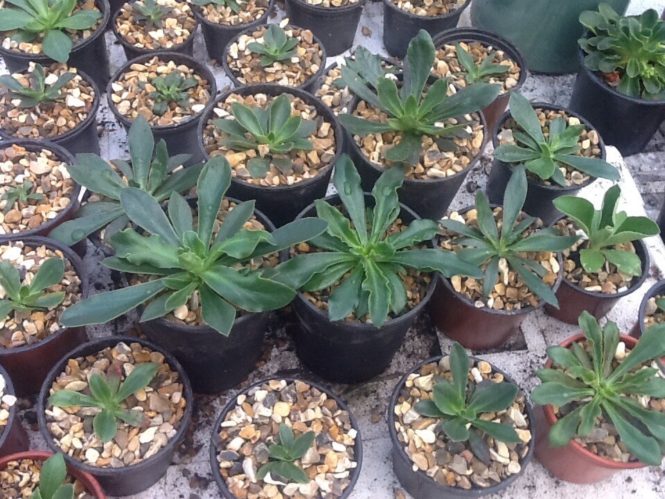 Garden plants for sale in Fochabers, Moray Gumtree