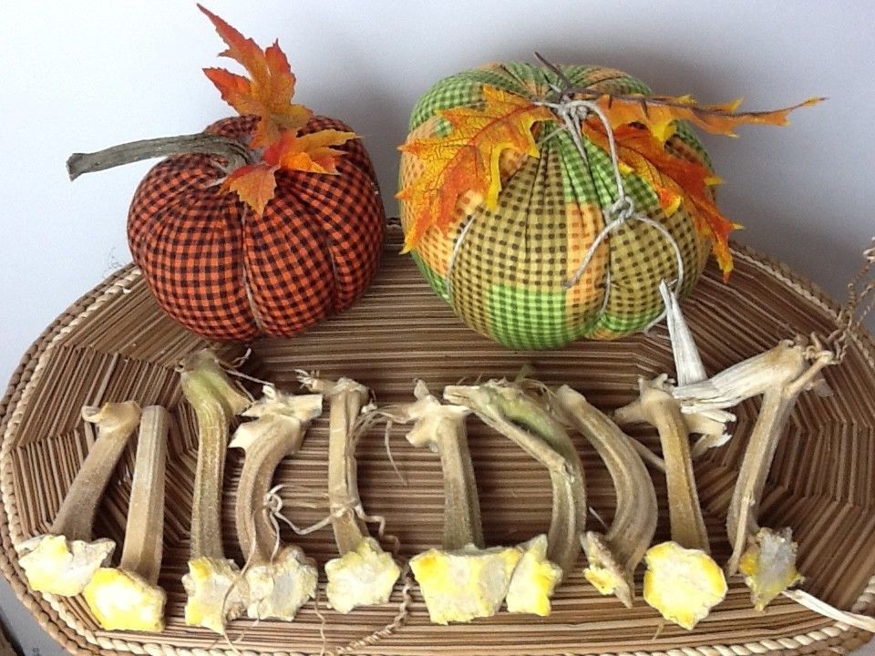 Pumpkin Stems 10 Excellent Quality Naturally Dried Stems  4