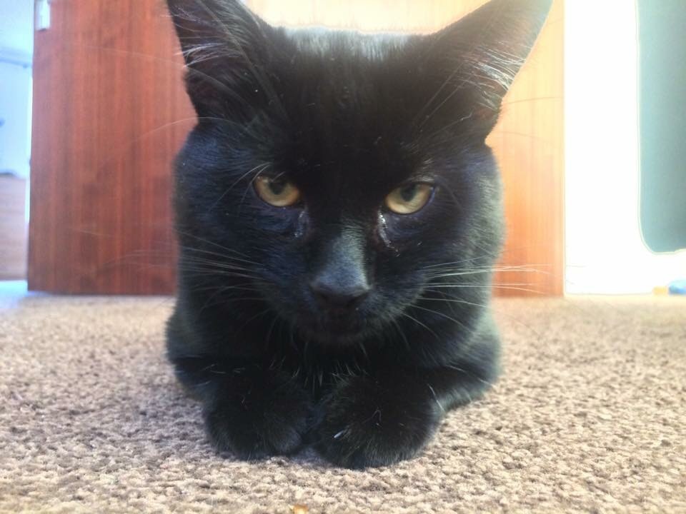 Male cats in Methil, Fife Gumtree