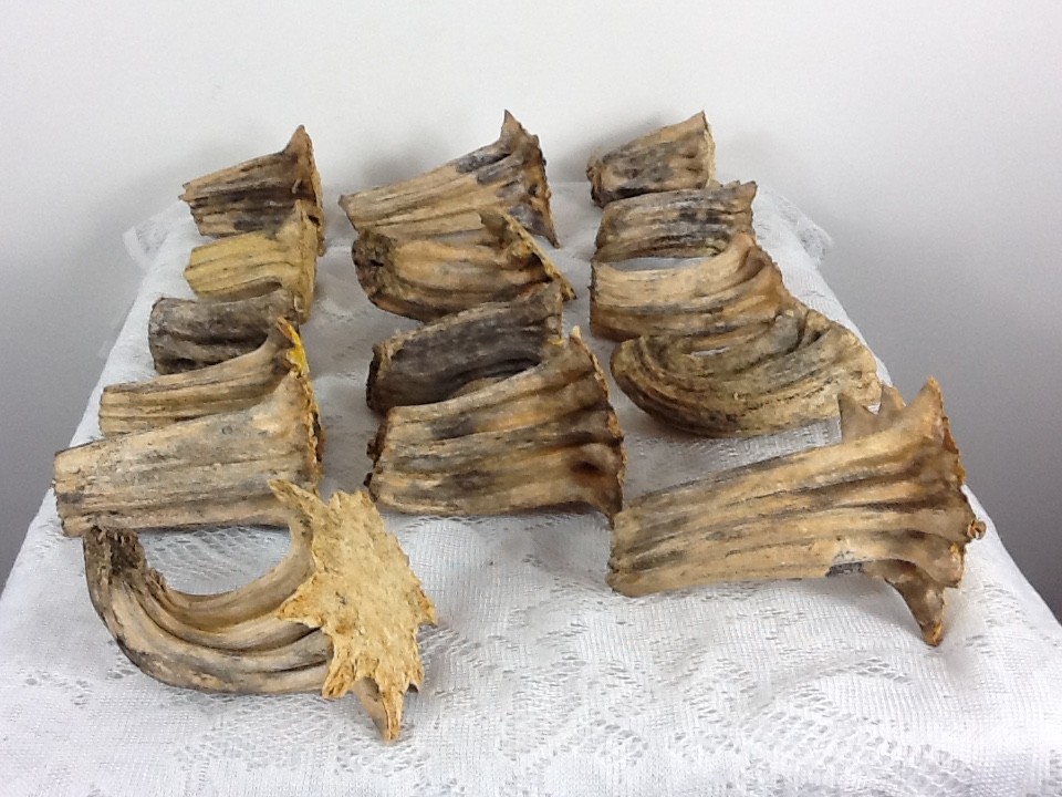 Pumpkin Stems 15 Thick Naturally Dried High Quality Stems 3