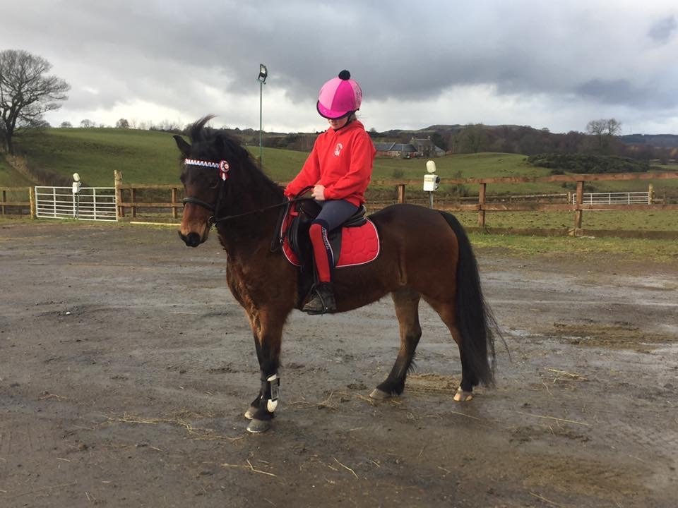 Fantastic First Pony For Sale in Strathaven, South Lanarkshire Gumtree
