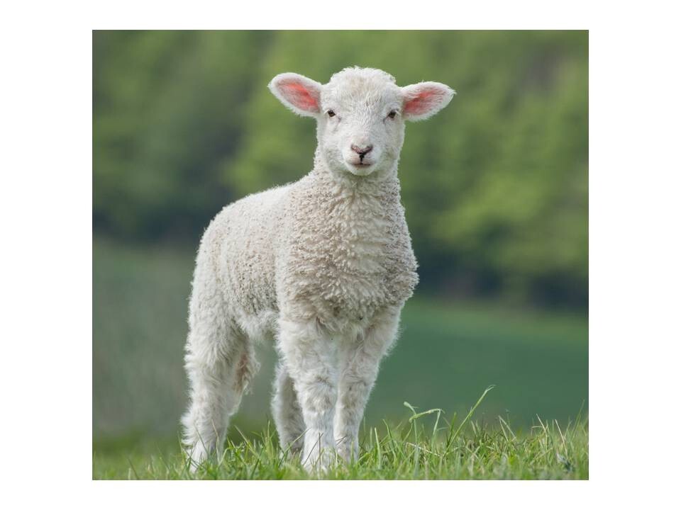 HAND DYED RUG HOOKING WOOL Mill-Dyed ~ "SNOW DAYS-II" (8-pc. collection)