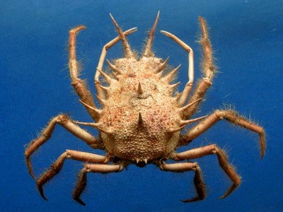 LOBSTER CRAB GAUGE velvet spider pot SEA FISHING diving tool 140mm