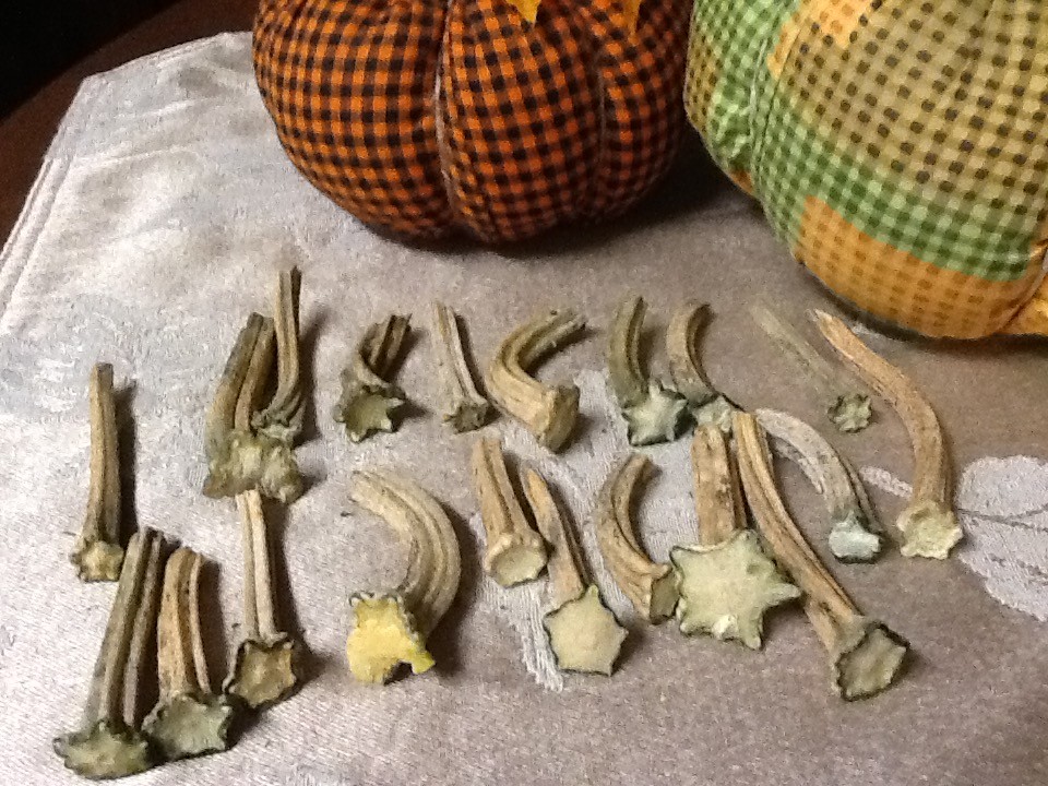 Pumpkin Stems 20 Excellent Quality Naturally Dried Stems  2