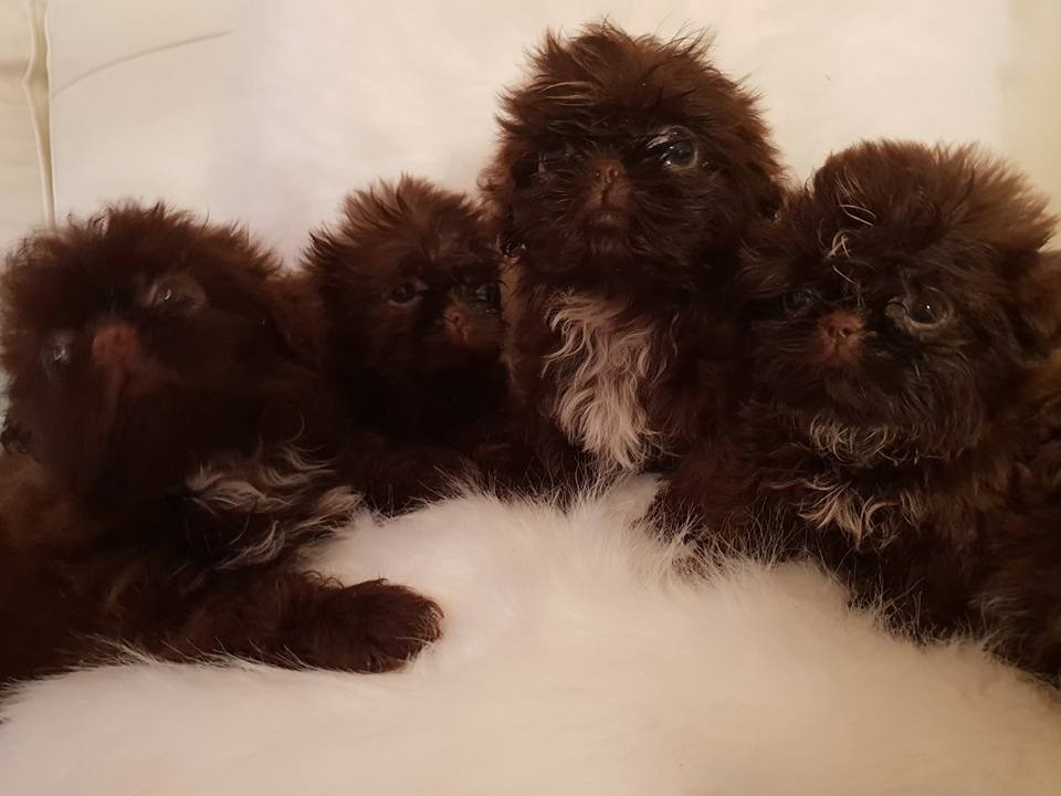 imperial shih tzu in Doncaster, South Yorkshire Gumtree