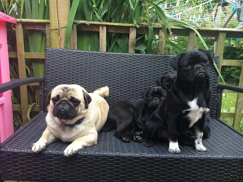 Stunning platinum pug puppies in Lewes, East Sussex Gumtree
