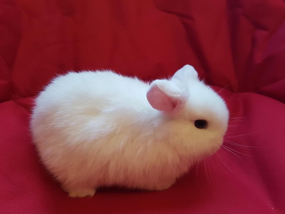 Pure bred Male Mini Lops for sale, L30 area of Liverpool in Bootle
