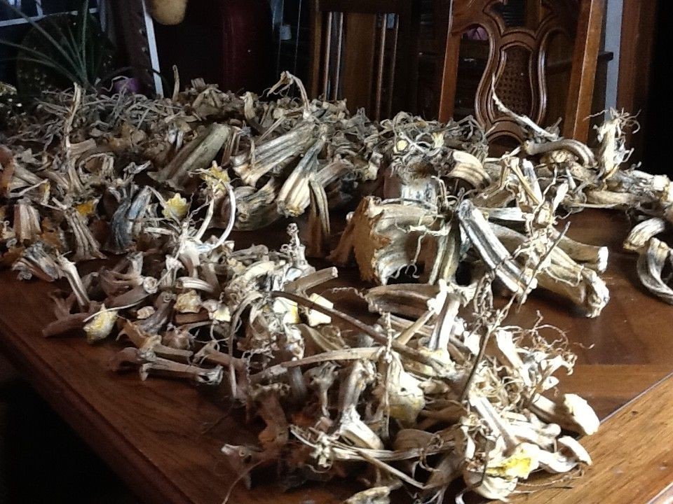 Pumpkin Stems 1000 Naturally Dried Cleaned Stems All With Bases Size 2.5 - 8