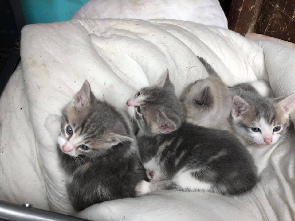 Four kittens needing good homes in Auckland, County Durham