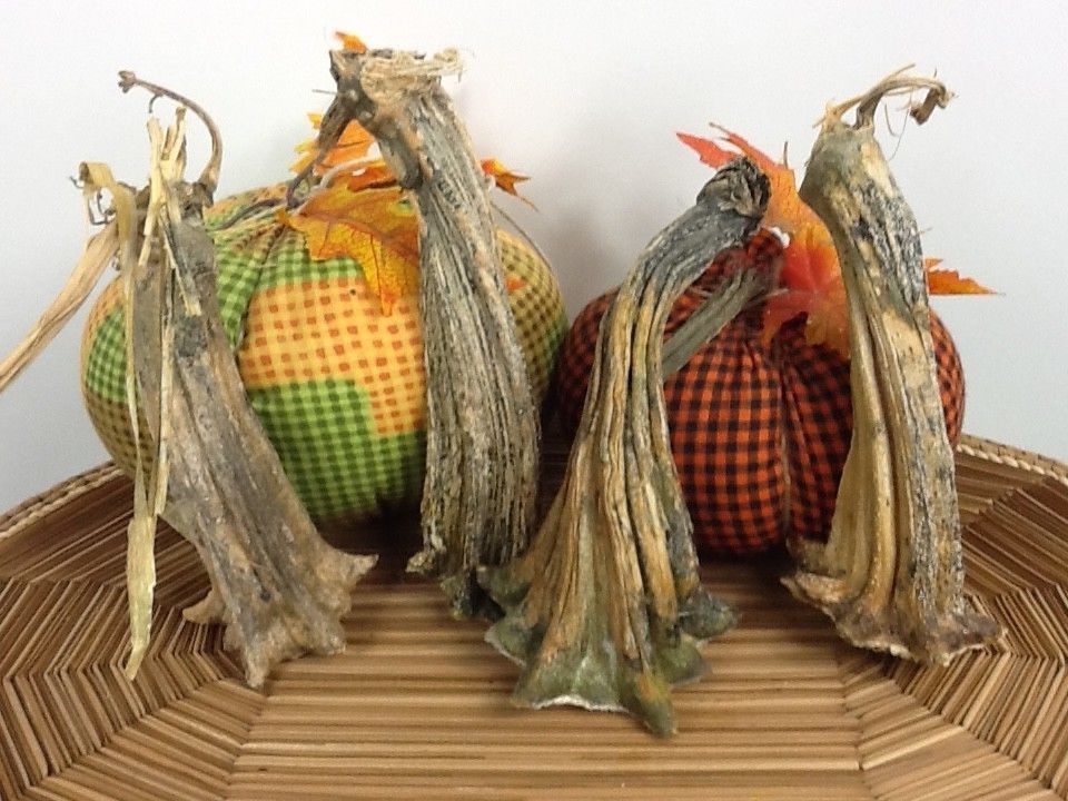 Pumpkin Stem 4 Large Naturally Dried 5