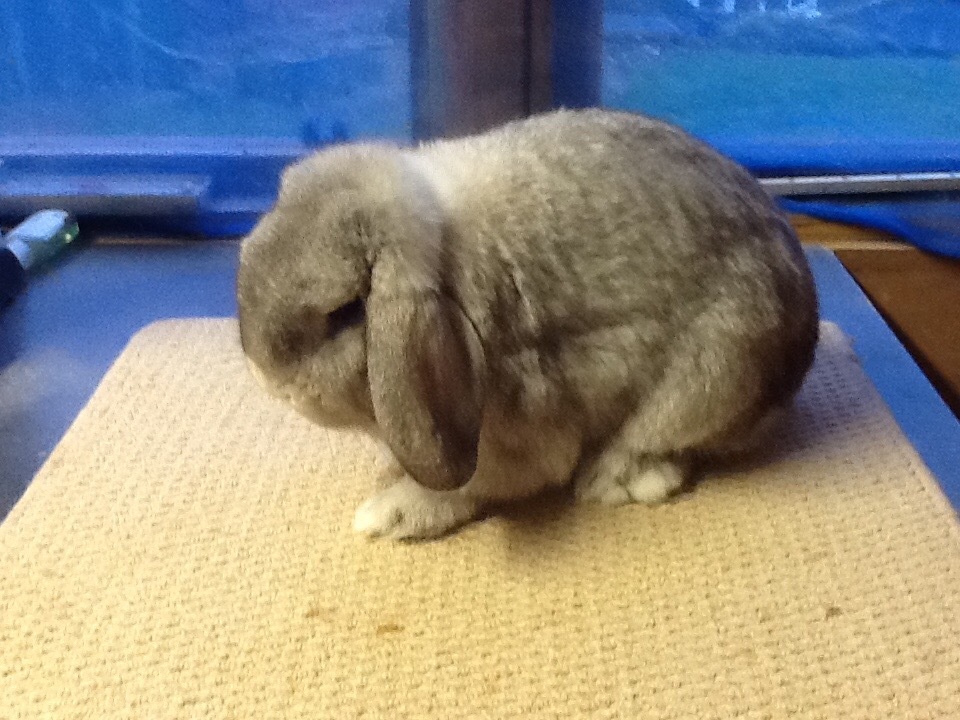 Chinchilla mini lop in Hempstead, Kent Gumtree