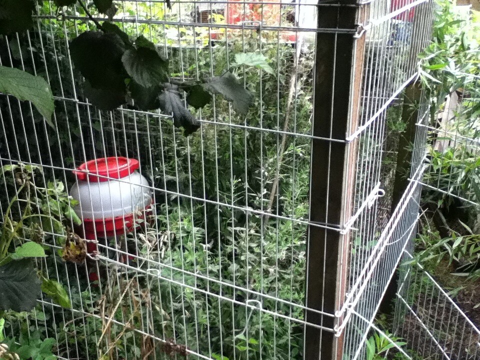 Walk In Chicken Run Ideal For Some Micro Farming Tall Enough For Anyone To Get Inside Great Cond In Wem Shropshire Gumtree
