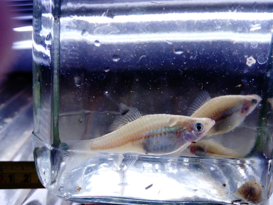 Swordtails tropical aquarium community fish in Gateshead, Tyne and