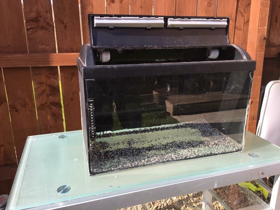 50L fish tank in Hartlepool, County Durham Gumtree