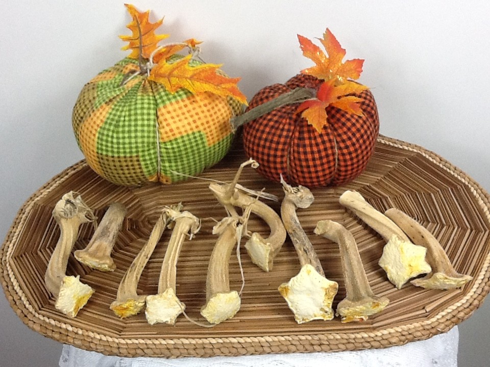 Pumpkin Stems 10 Beautiful Light Naturally Dried 4