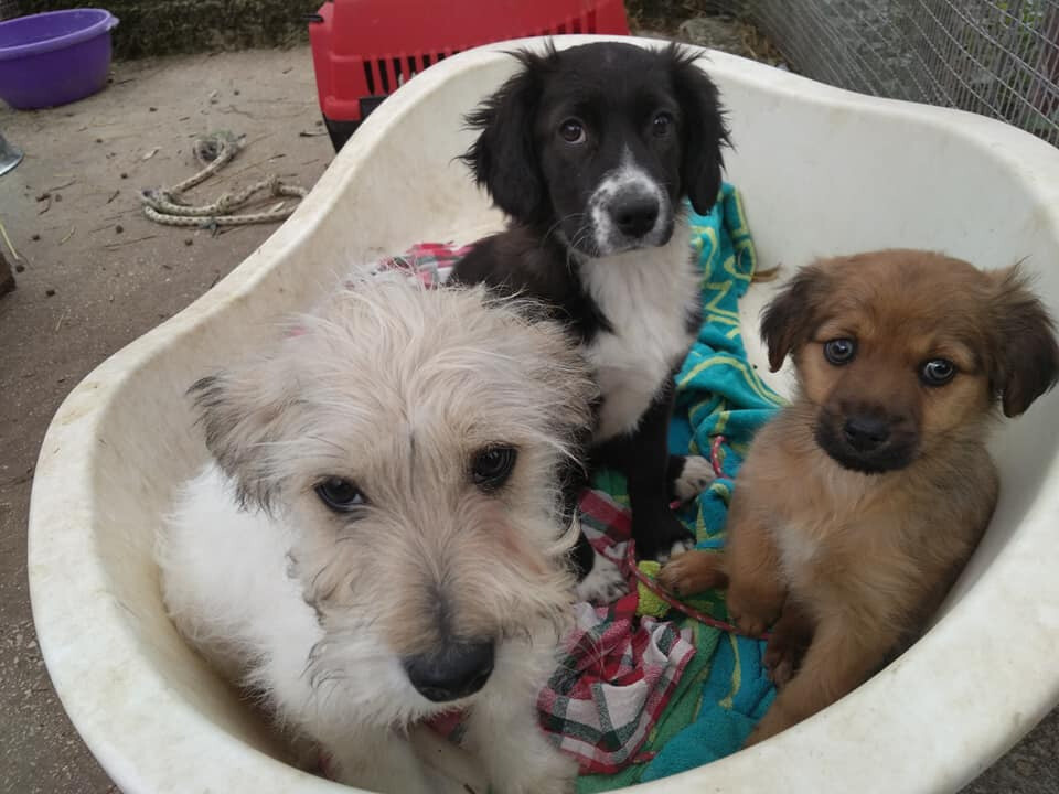 3 small puppies looking for a forever home | in Totton, Hampshire | Gumtree