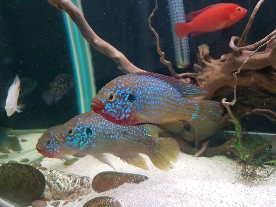 Electric blue Jewel cichlid Fry in Bramhall Manchester 