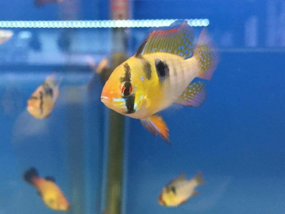 Tropical Fish For Sale in Newcastle, Tyne and Wear Gumtree