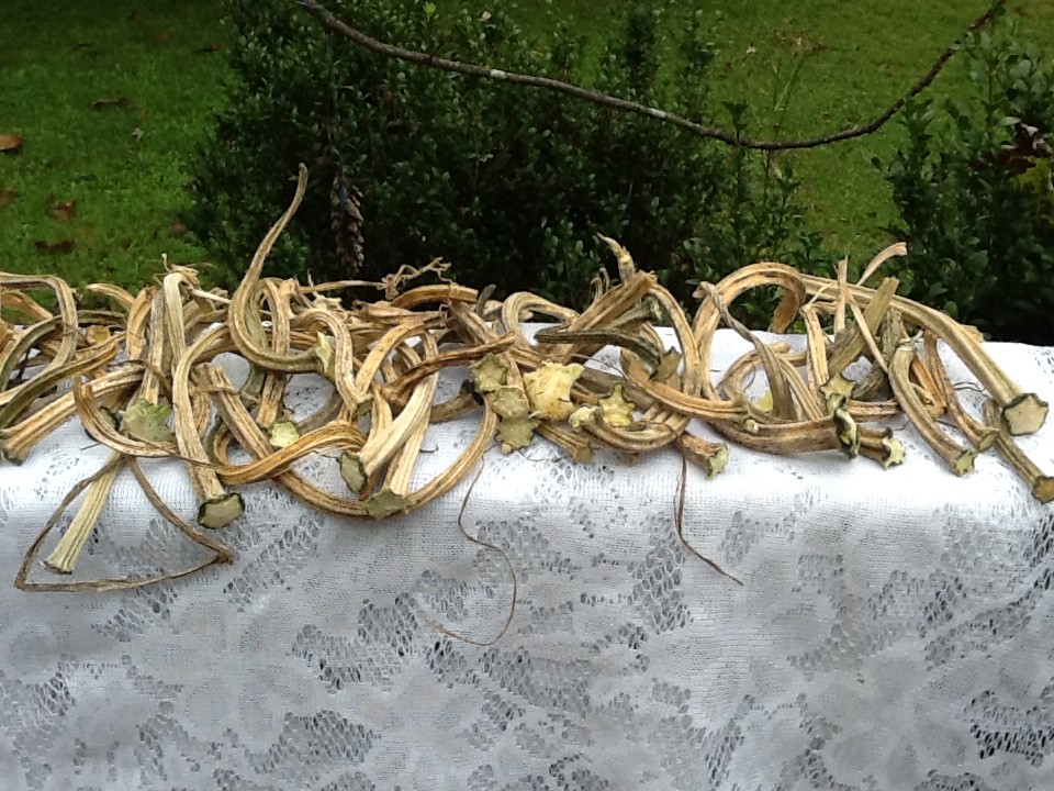 Pumpkin Stems Naturally Dried High Quality Stems Lot Of 150 3