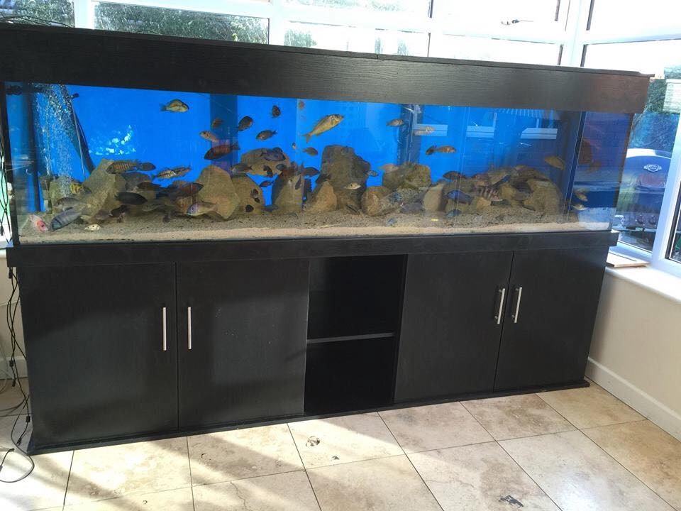For sale 8ft x 2 ft x 2 ft black nd aquatic fish tank. It