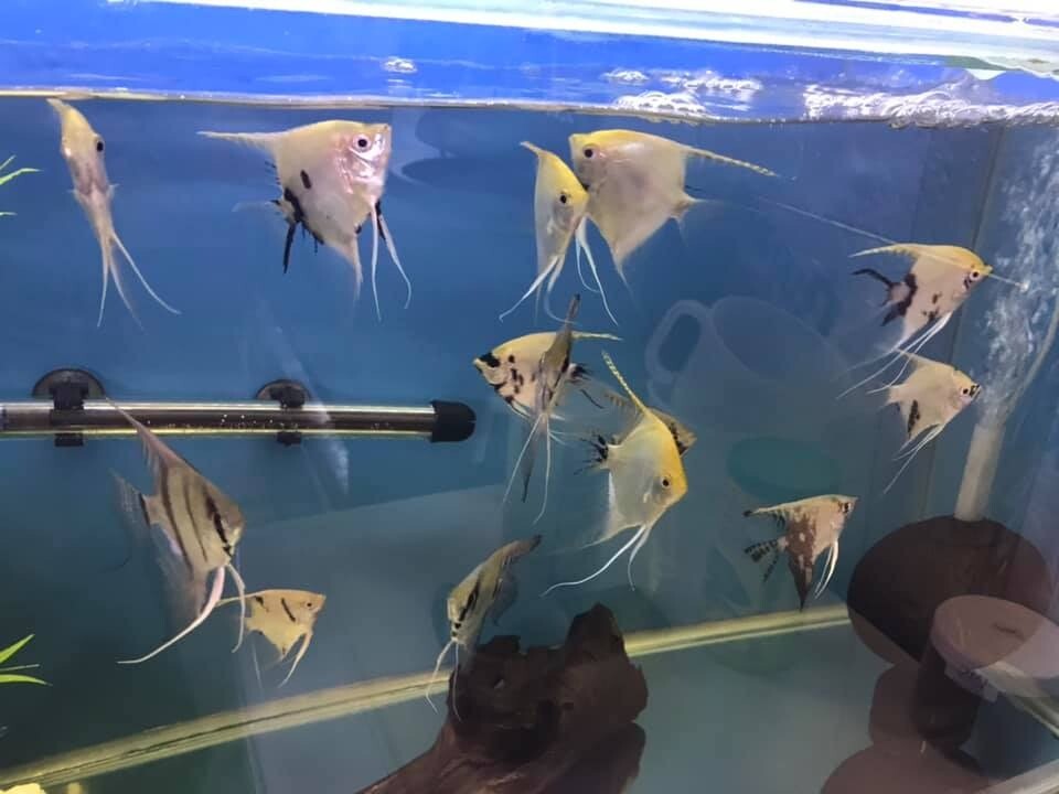 Tropical fish for sale in Newcastle, Tyne and Wear Gumtree