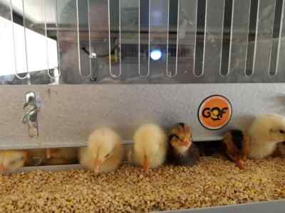 GQF 5 Stacked Grow Off Pen, One for Birds & Chicks 0705