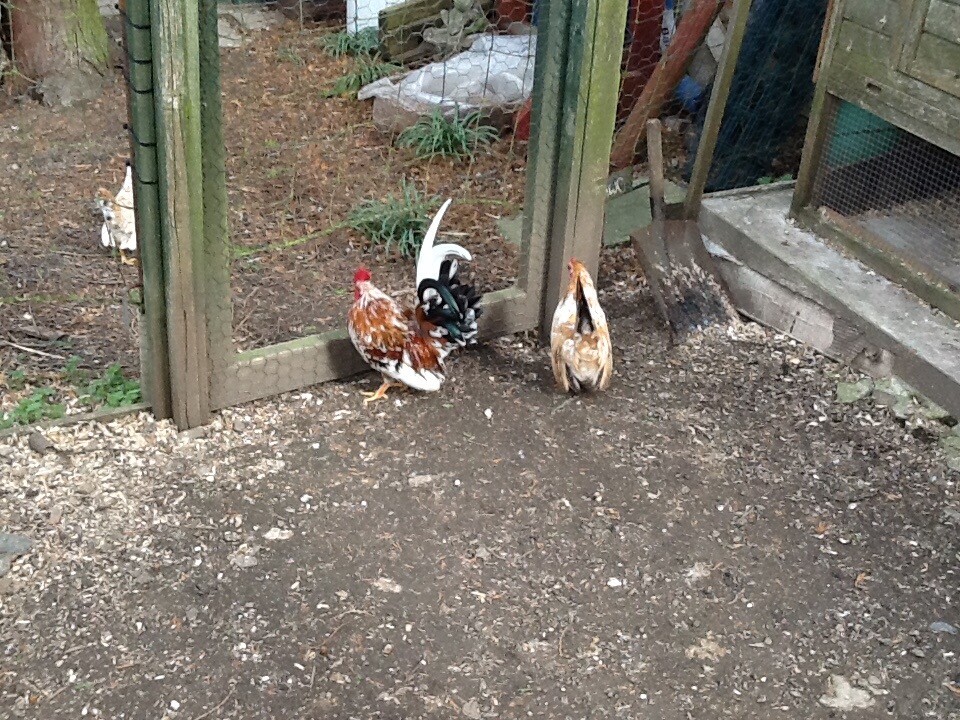Serama Bantams And Cockerel For Sale 15 Each Hen In Nottingham Nottinghamshire Gumtree