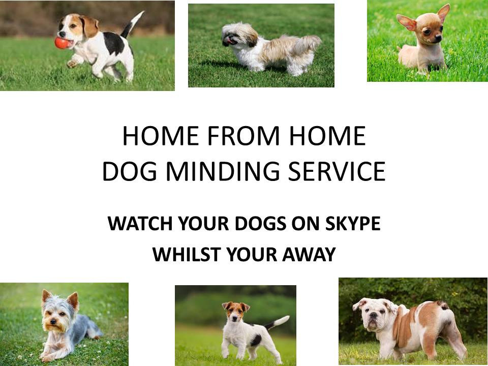 pet sitters pet sitting pet dog minding boarding professional home from