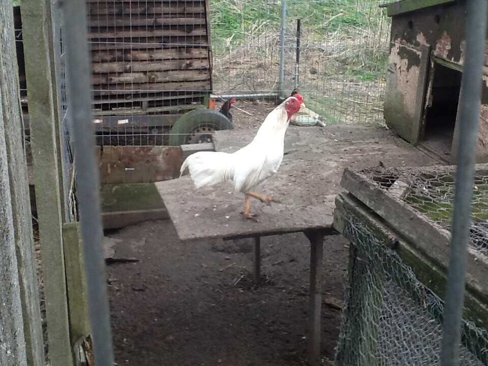 ASIL BANTAM 1 PAIR WHITE in Kempston, Bedfordshire Gumtree