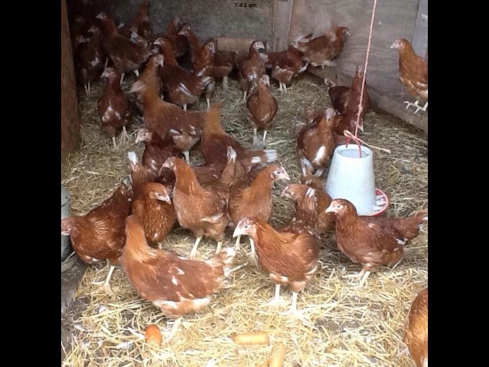 Young Brown Hens For Sale In Ely Cambridgeshire Gumtree