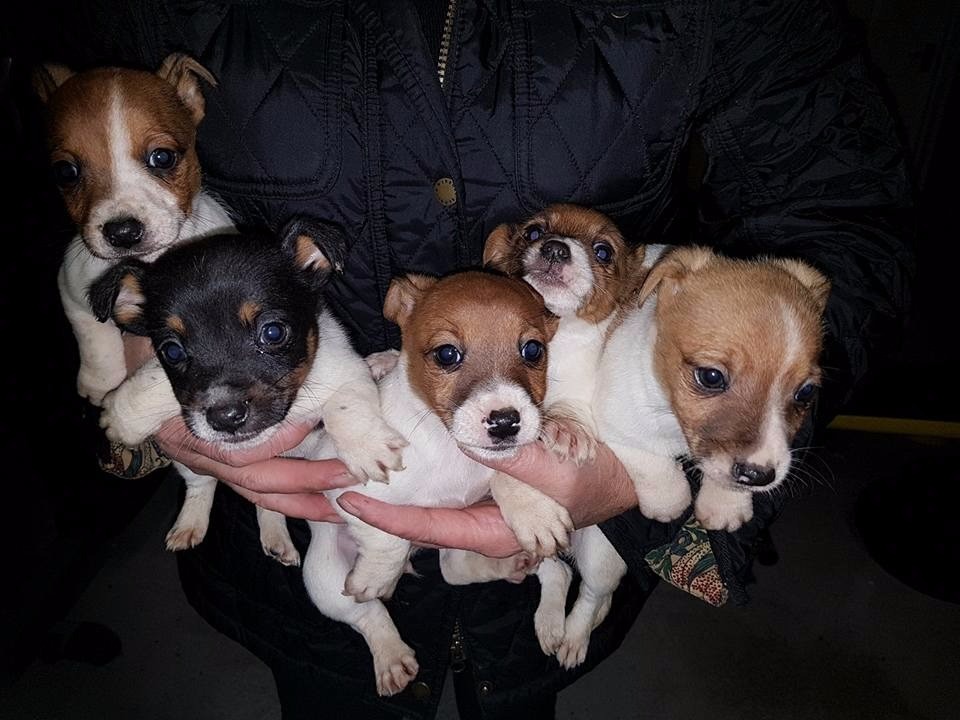MINIATURE JACK RUSSELL PUPPIES 2 BOYS 1 GIRL ( LOOKING FOR A LOVING