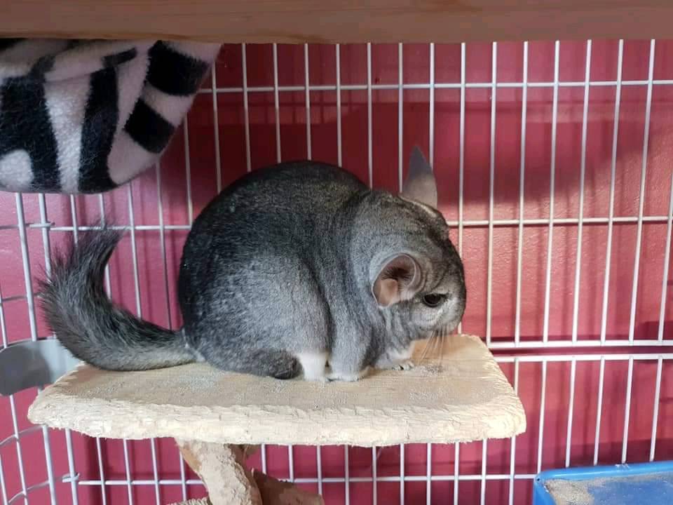 Female Chinchillas Grey and White in Cambridge, Cambridgeshire Gumtree