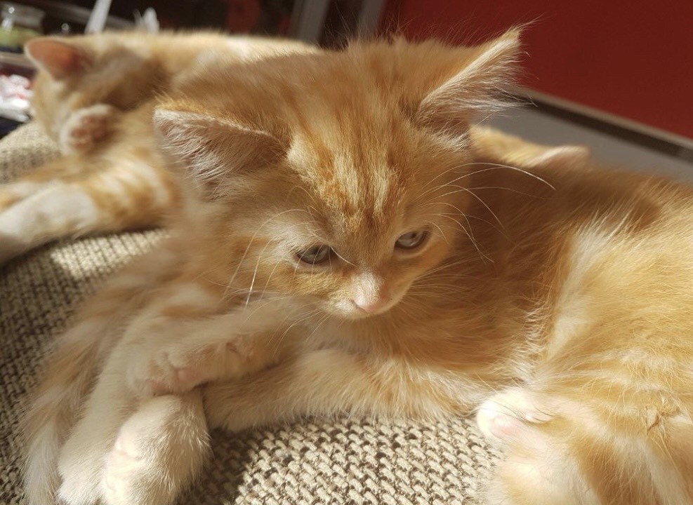 STUNNING PURE GINGER MAINE COON X KITTEN in Northampton
