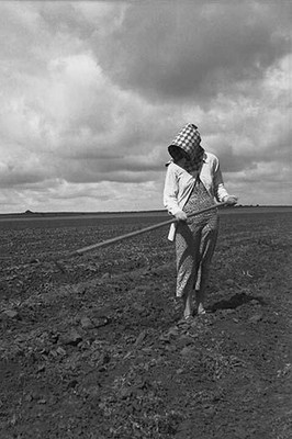 Wife of Texas Tenant Farmer by Dorothea Lange - Art Print