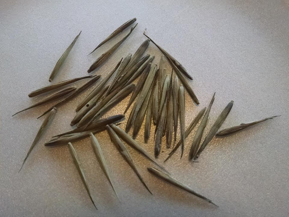 Купить Семена бамбука Fargesia Spathacea /100+ в интернет-магазине с ...
