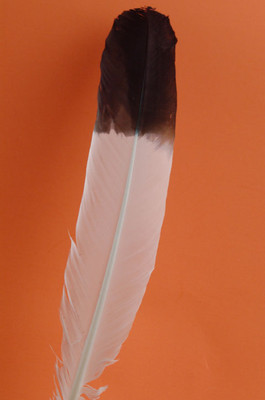 10 TURKEY QUILLS 10-12'' Dyed WHITE/BLACK Craft Feathers; Indian Dress Costume