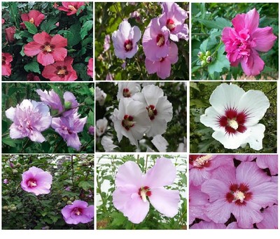 MIXED COLORS ROSE OF SHARON BUSH SHRUB TOTAL OVER 25 + SEEDS USA Seller