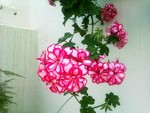 marila_26