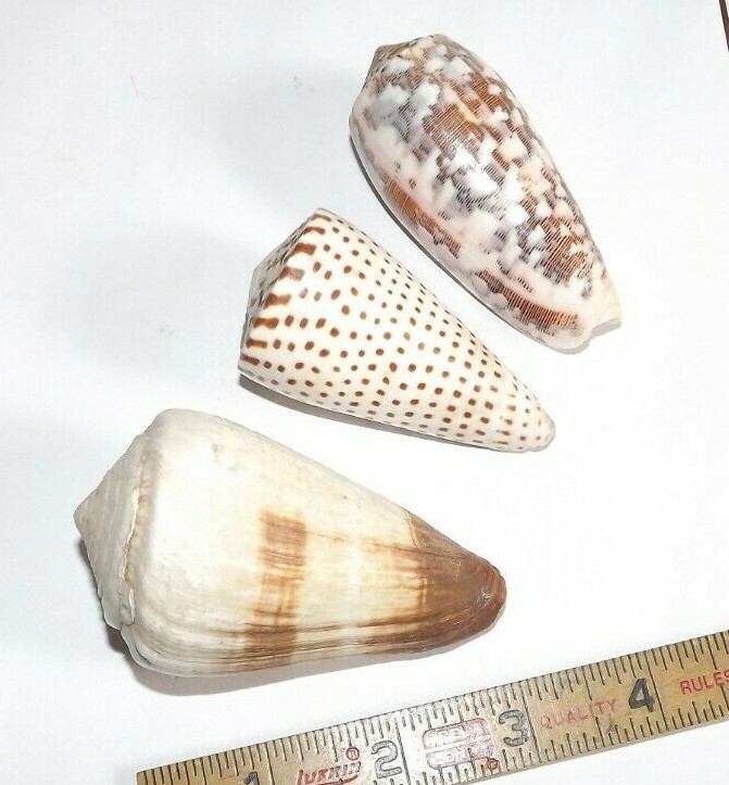 Lot of 3 Large Cone Specimen Sea Shell Conus sp. 70mm - 85mm