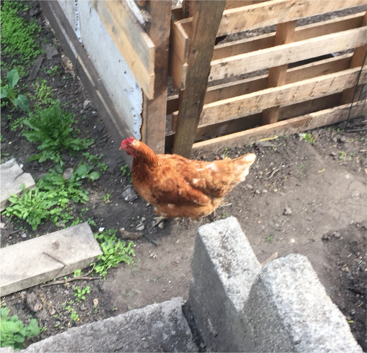Chicken Hen For Sale In Bradford West Yorkshire Gumtree